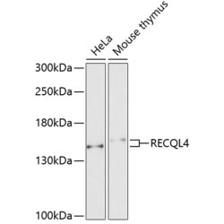 RECQL4 Rabbit pAb