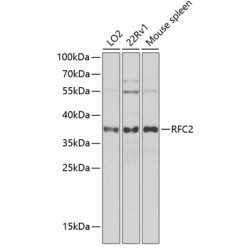 RFC2 Rabbit pAb