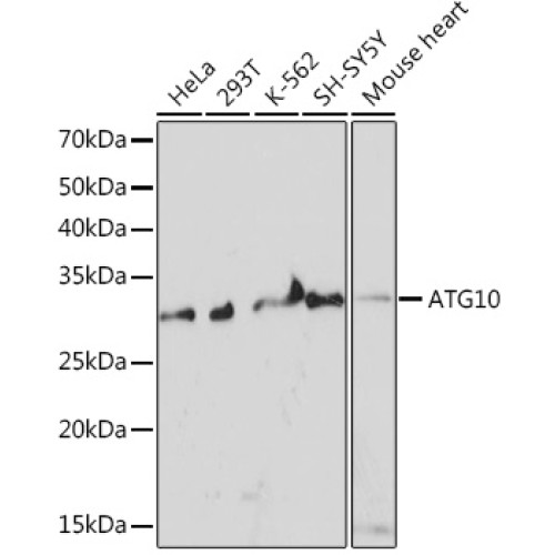 ATG10 Rabbit mAb