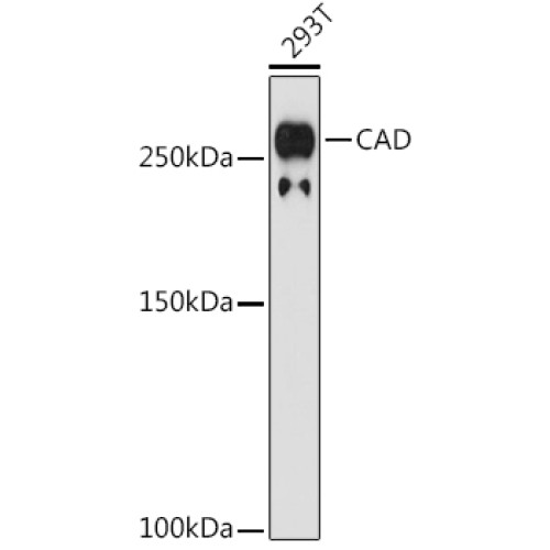 CAD Rabbit mAb
