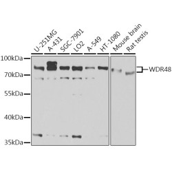 WDR48 Rabbit pAb