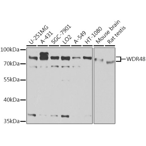 WDR48 Rabbit pAb