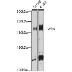 WRN Rabbit pAb
