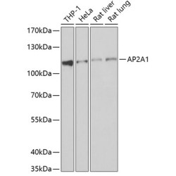 AP2A1 Rabbit pAb