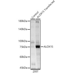 ALOX15 Rabbit pAb