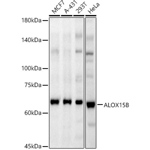 ALOX15B Rabbit pAb