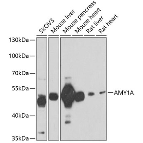 AMY1A Rabbit pAb