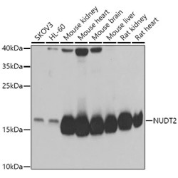 NUDT2 Rabbit pAb