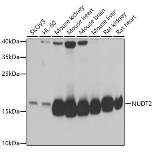 NUDT2 Rabbit pAb