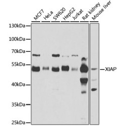 [KO Validated] XIAP Rabbit pAb
