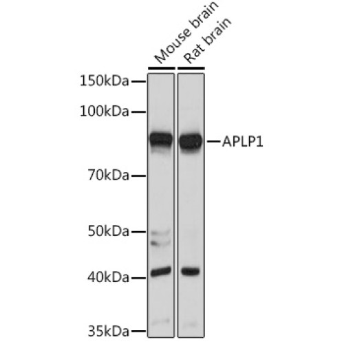 APLP1 Rabbit pAb