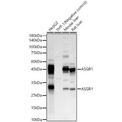 ASGR1 Rabbit pAb