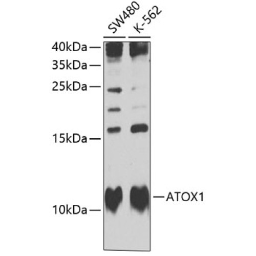 ATOX1 Rabbit pAb
