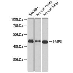 BMP3 Rabbit pAb