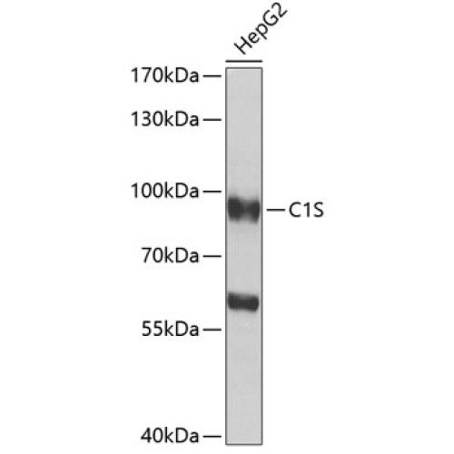 C1S Rabbit pAb