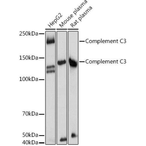 Complement C3 Rabbit pAb