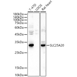 SLC25A20 Rabbit pAb