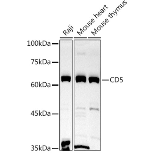 CD5 Rabbit pAb