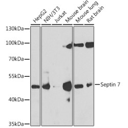 Septin 7 Rabbit pAb
