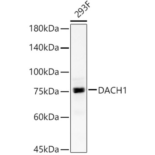DACH1 Rabbit pAb