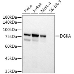 DGKA Rabbit pAb
