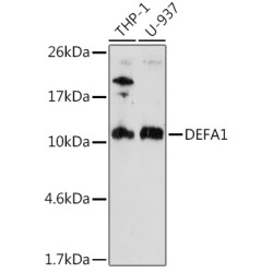 DEFA1 Rabbit pAb