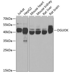 DGUOK Rabbit pAb