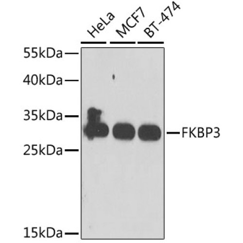 FKBP3 Rabbit pAb