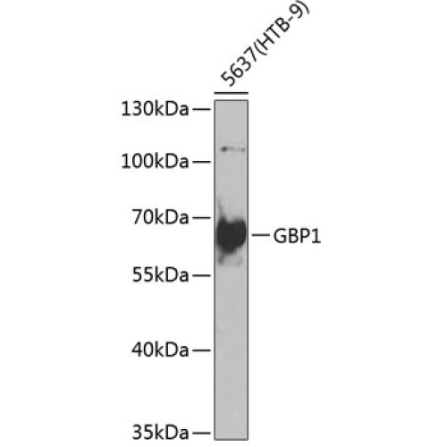 GBP1 Rabbit pAb