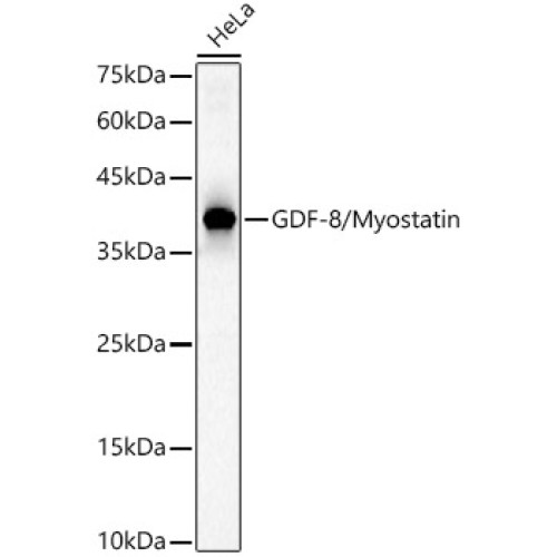 GDF-8/Myostatin Rabbit pAb