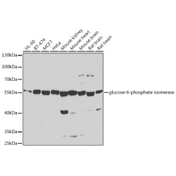glucose-6-phosphate isomerase Rabbit pAb
