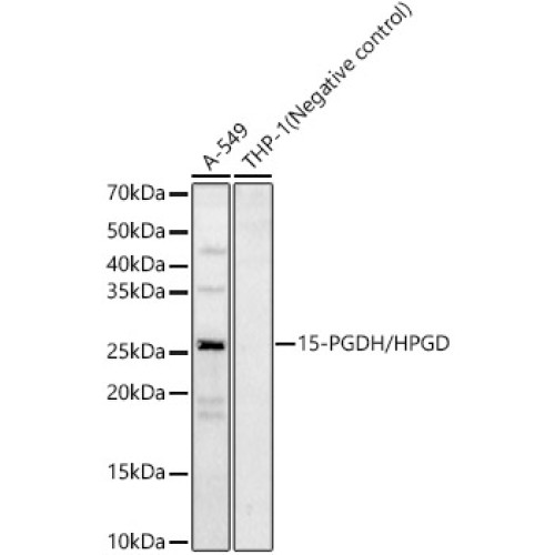 15-PGDH/HPGD Rabbit pAb