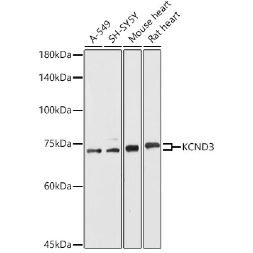 KCND3 Rabbit pAb