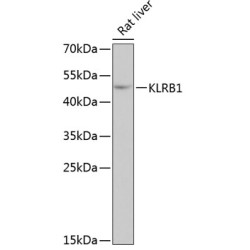 KLRB1 Rabbit pAb