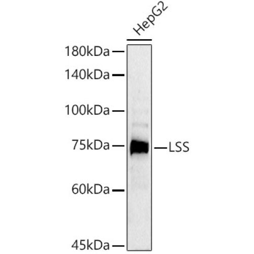 LSS Rabbit pAb