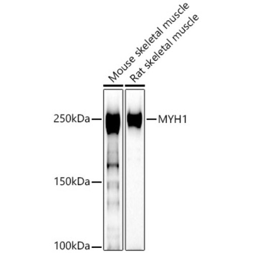 MYH1 Rabbit pAb