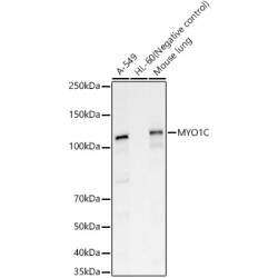 MYO1C Rabbit pAb