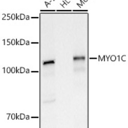 MYO1C Rabbit pAb