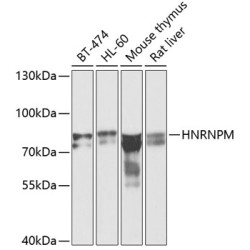 HNRNPM Rabbit pAb