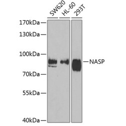 NASP Rabbit pAb