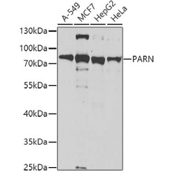 PARN Rabbit pAb