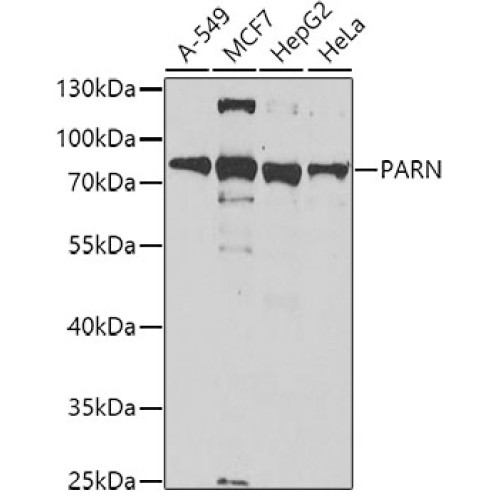 PARN Rabbit pAb