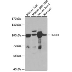 PDE6B Rabbit pAb