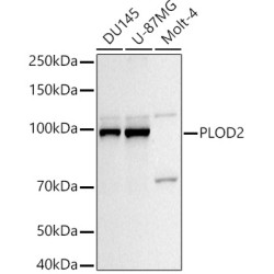 PLOD2/LH2 Rabbit pAb