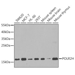 POLR2H Rabbit pAb
