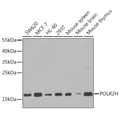 POLR2H Rabbit pAb