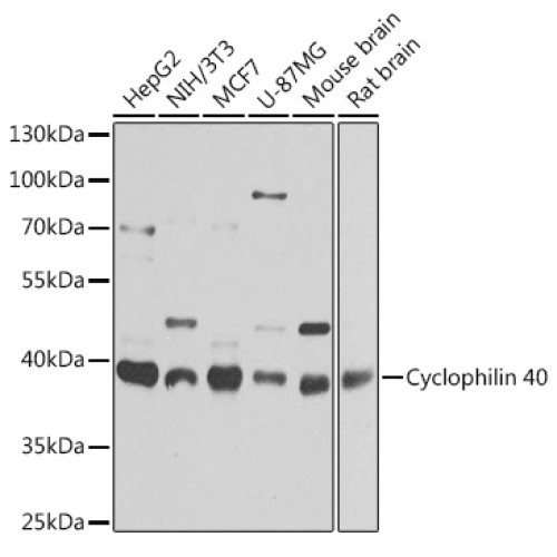 Cyclophilin 40 Rabbit pAb