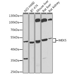 MEK5 Rabbit pAb