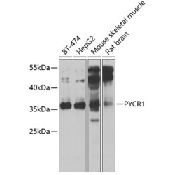 PYCR1 Rabbit pAb