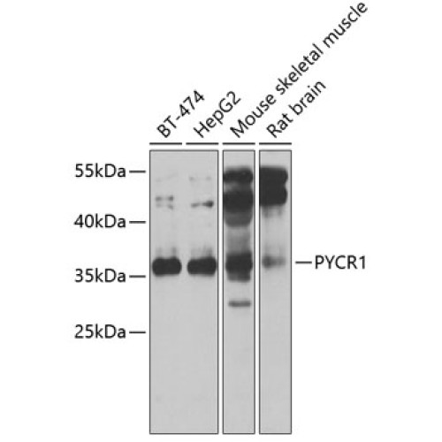 PYCR1 Rabbit pAb